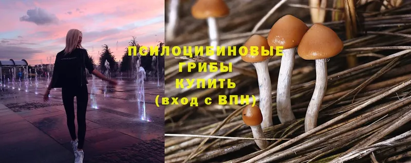 Галлюциногенные грибы Psilocybe  дарнет шоп  Ладушкин 